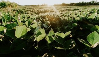 Crédito Rural Sofre Redução de 16% Devido à Inadimplência e Exigências Ambientais