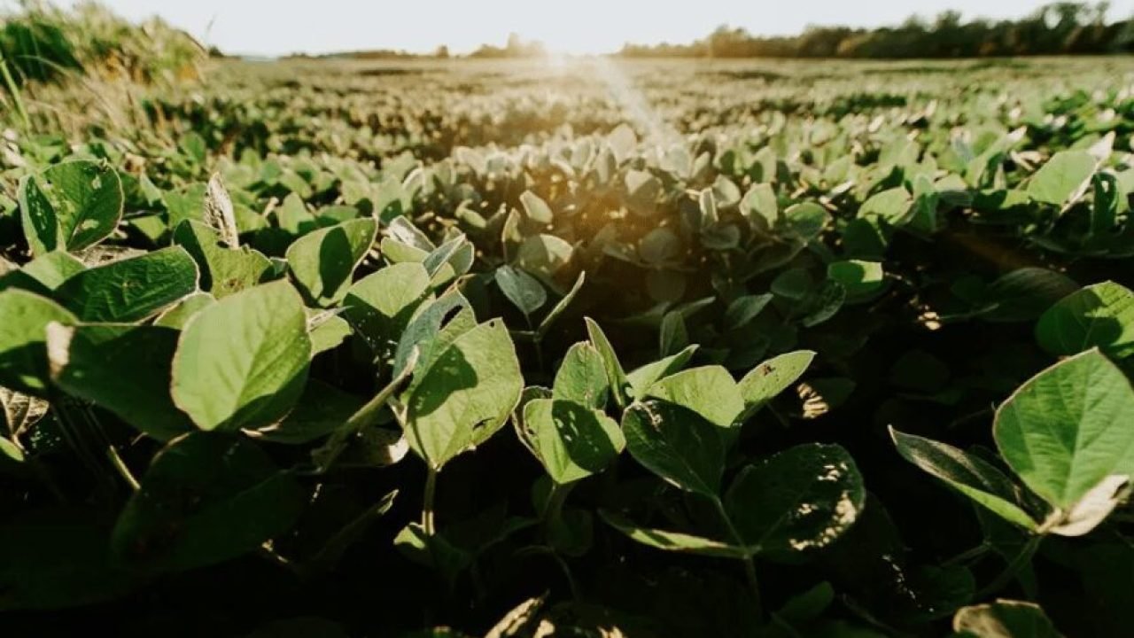 Crédito Rural Sofre Redução de 16% Devido à Inadimplência e Exigências Ambientais