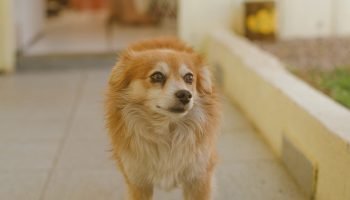 cachorro