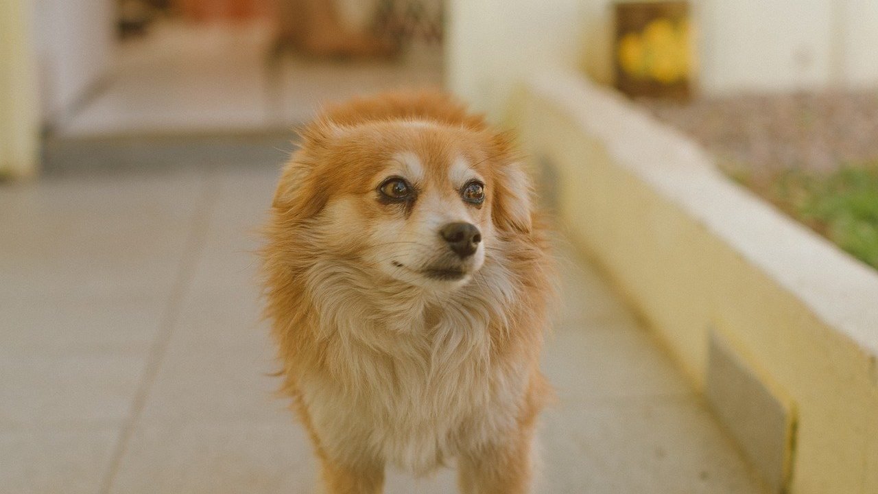 cachorro