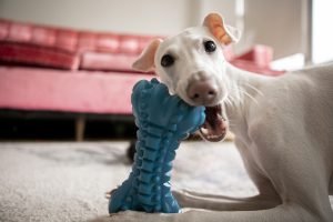 close-up-pet-lifestyle