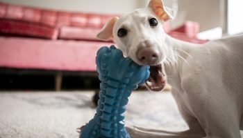 close-up-pet-lifestyle