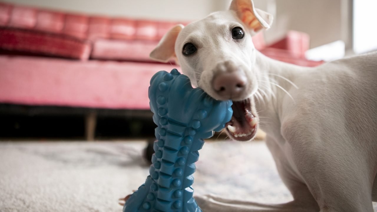 close-up-pet-lifestyle