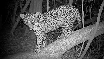 onca-pintada