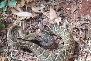 serptente-do-parque