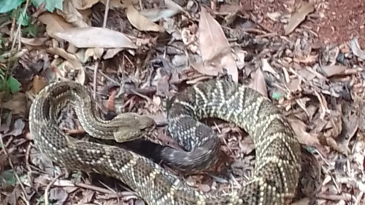 serptente-do-parque