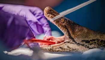 world-first-cancer-treatment-saves-python-after-tumour-destroys-part-of-her-jaw-c-chester-zoo-1