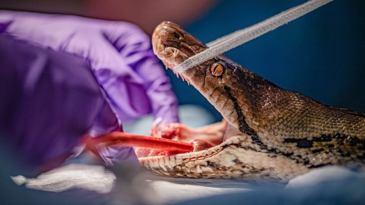 world-first-cancer-treatment-saves-python-after-tumour-destroys-part-of-her-jaw-c-chester-zoo-1